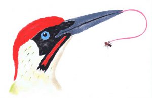 woodpecker from Beaks and Feet (OUP)